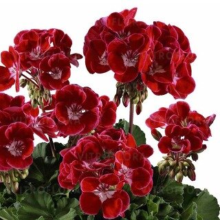 Зональная, кустовая пеларгония (герань) Trendix Dark Green Red Eye